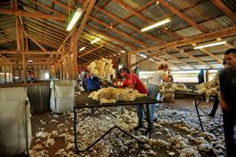 Steam Plains Shearing 022207  © Claire Parks Photography 